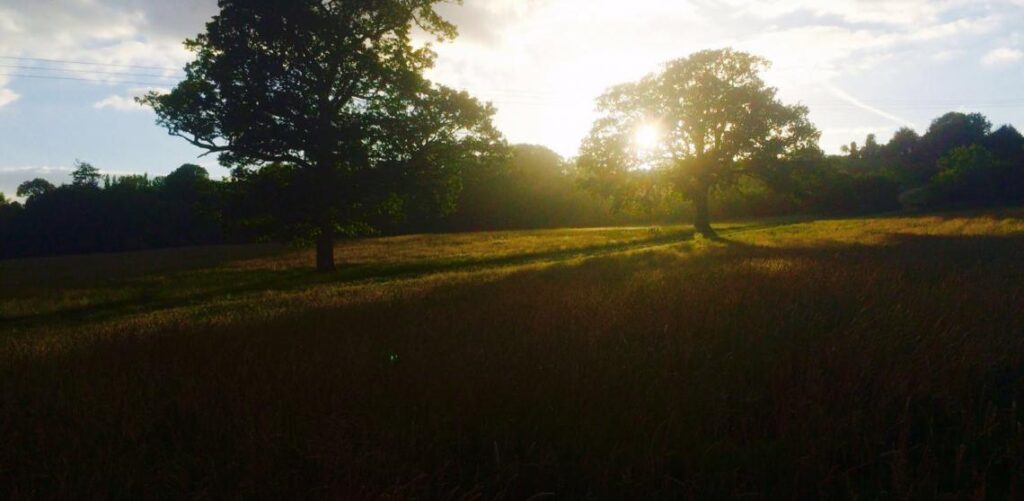Wild Campsite in Sussex