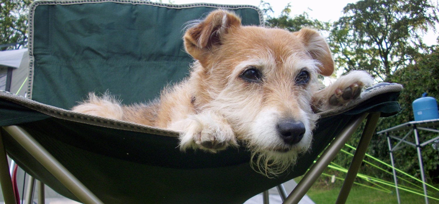 Dog Friendly Camping