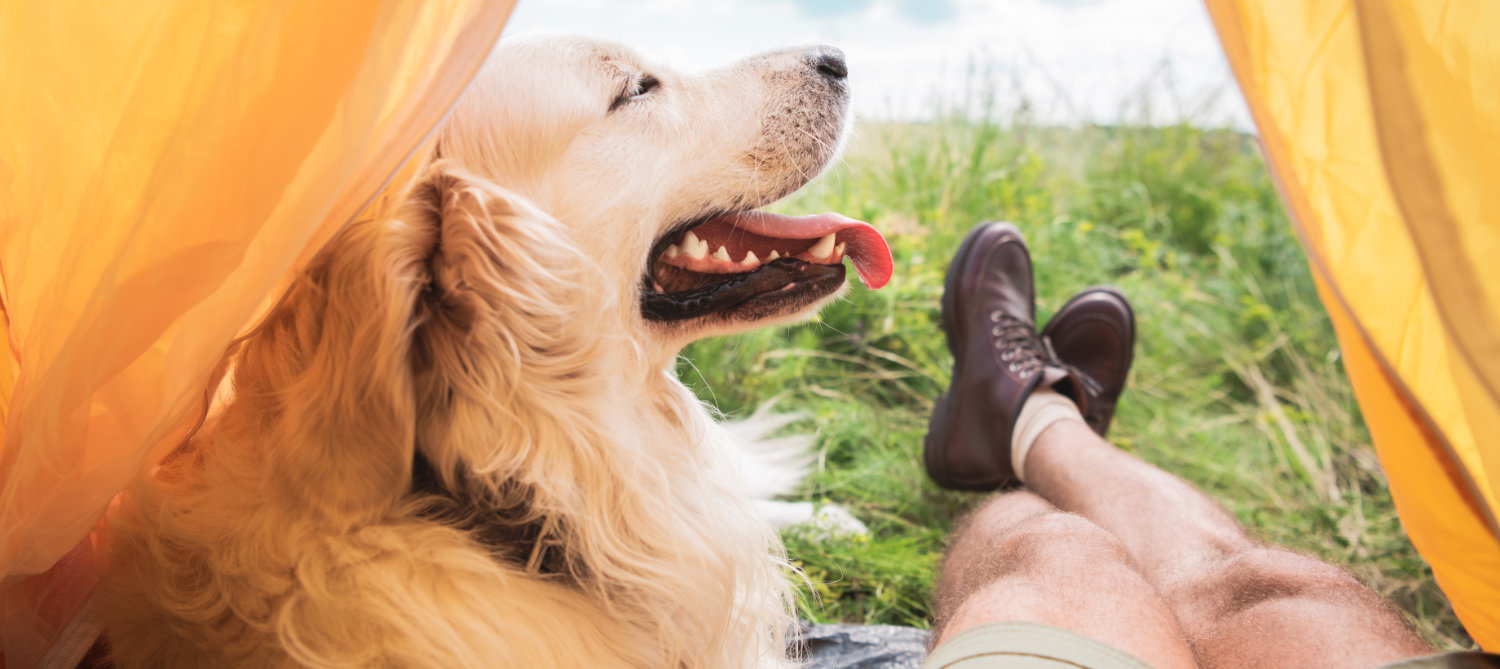 Dog friendly campsite in Sussex